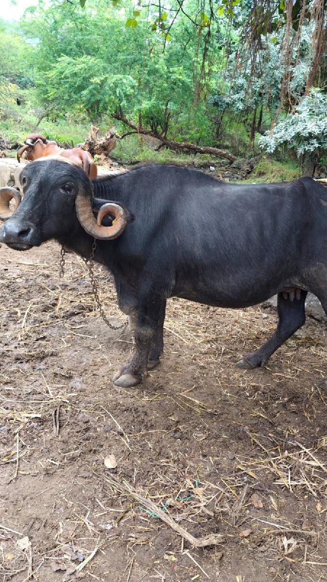 થંબનેલ 3