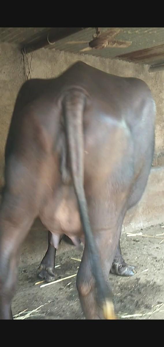 થંબનેલ 6