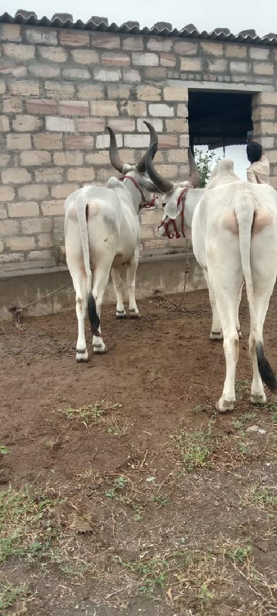 થંબનેલ 2