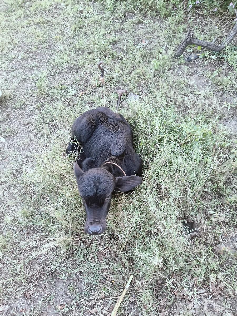 થંબનેલ 2