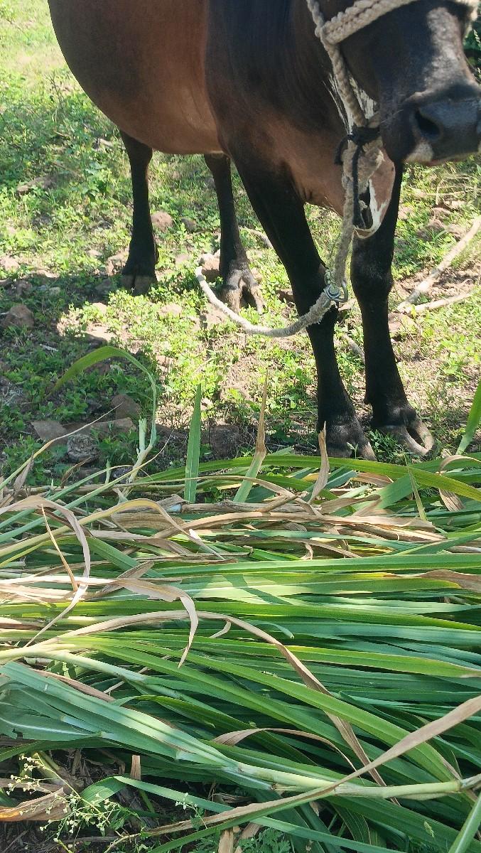 થંબનેલ 5