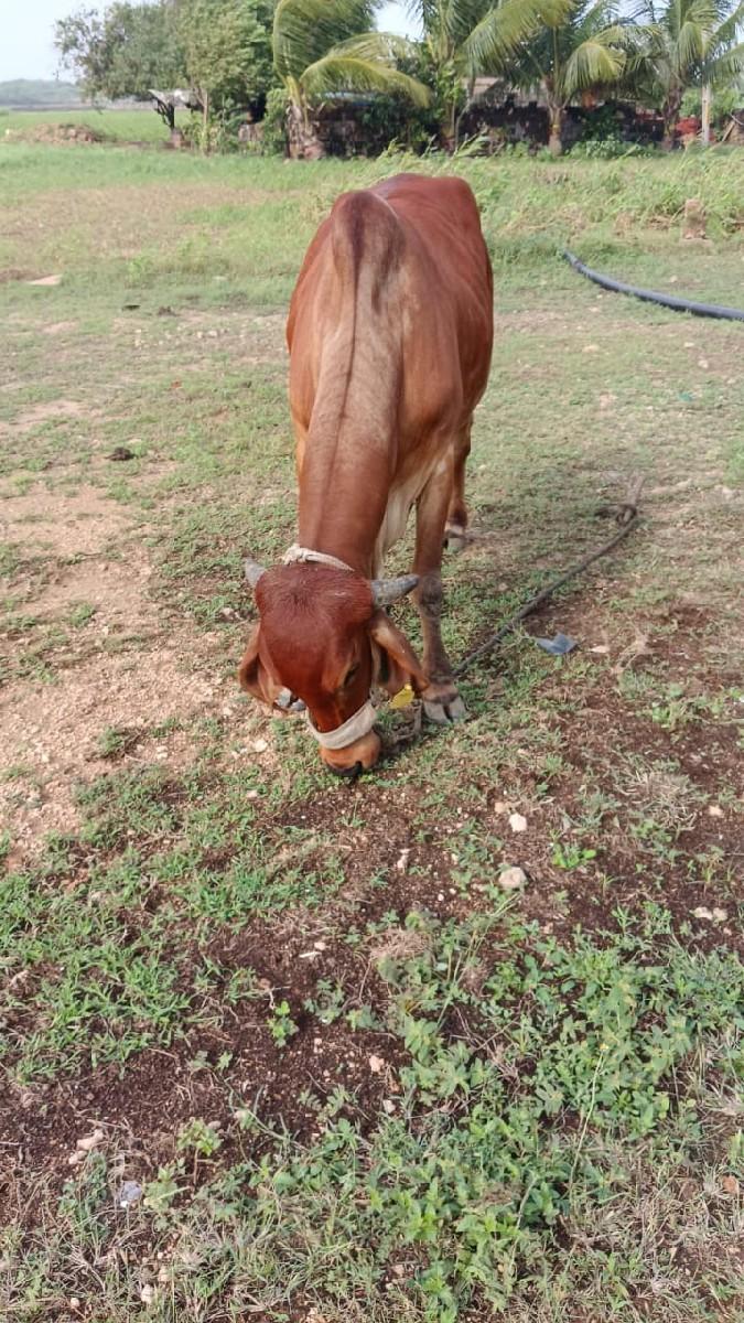 વેચવાની છે