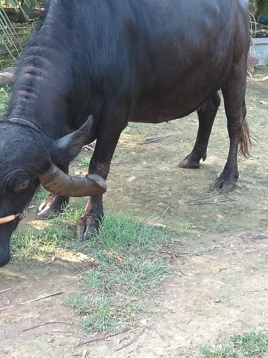 ભેંશ વેસવાની છે