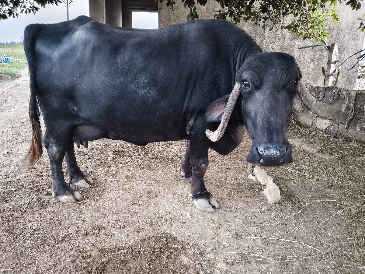 થંબનેલ 3