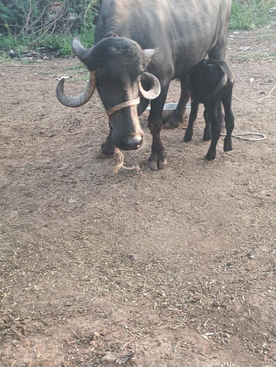 થંબનેલ 2