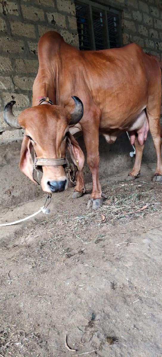 ગીર ગાય વેચવાની છે.