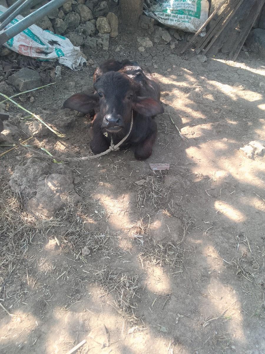 પાડી વેચવાની છે