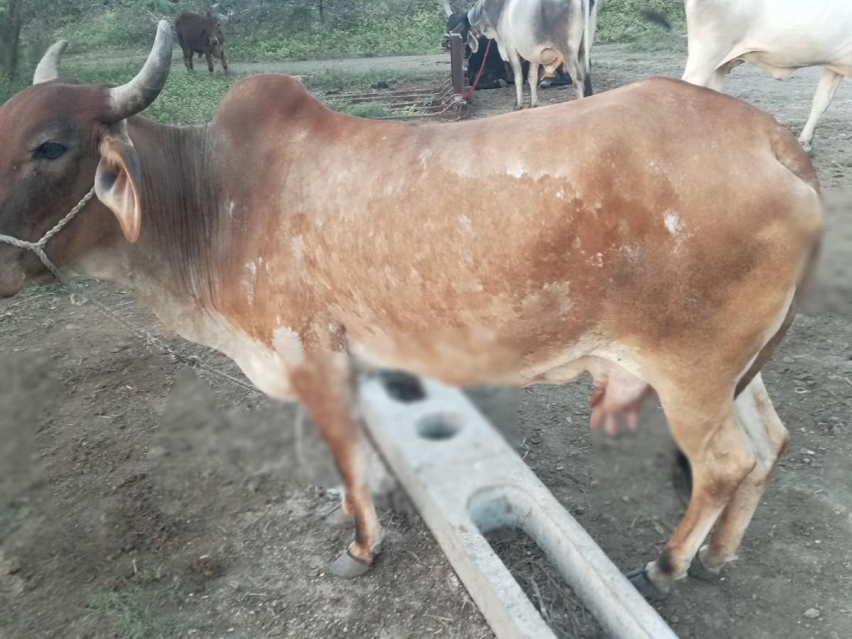 ગાય વેચવાની સે