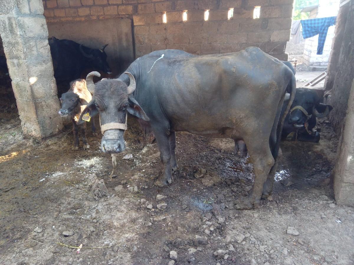 થંબનેલ 2