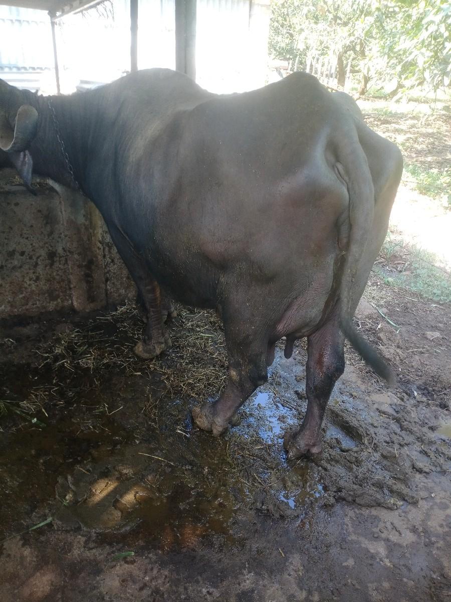 ભેંશ વેશવ ની છે