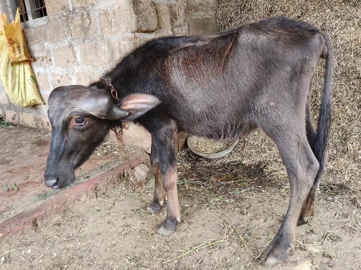 થંબનેલ 2