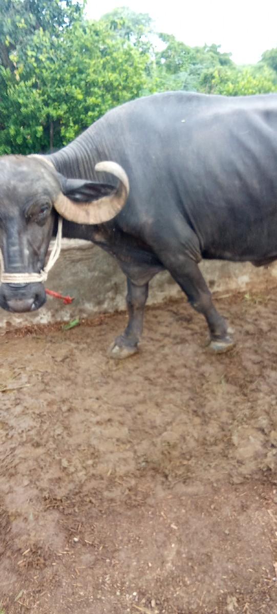 થંબનેલ 2