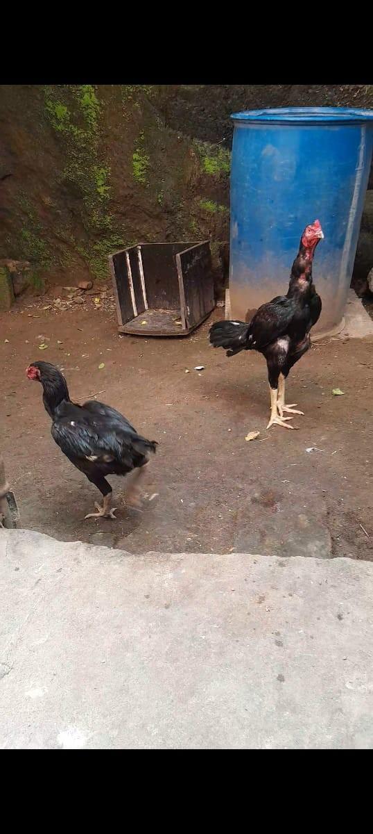 અશિલ ની જોરી દેવાની છે