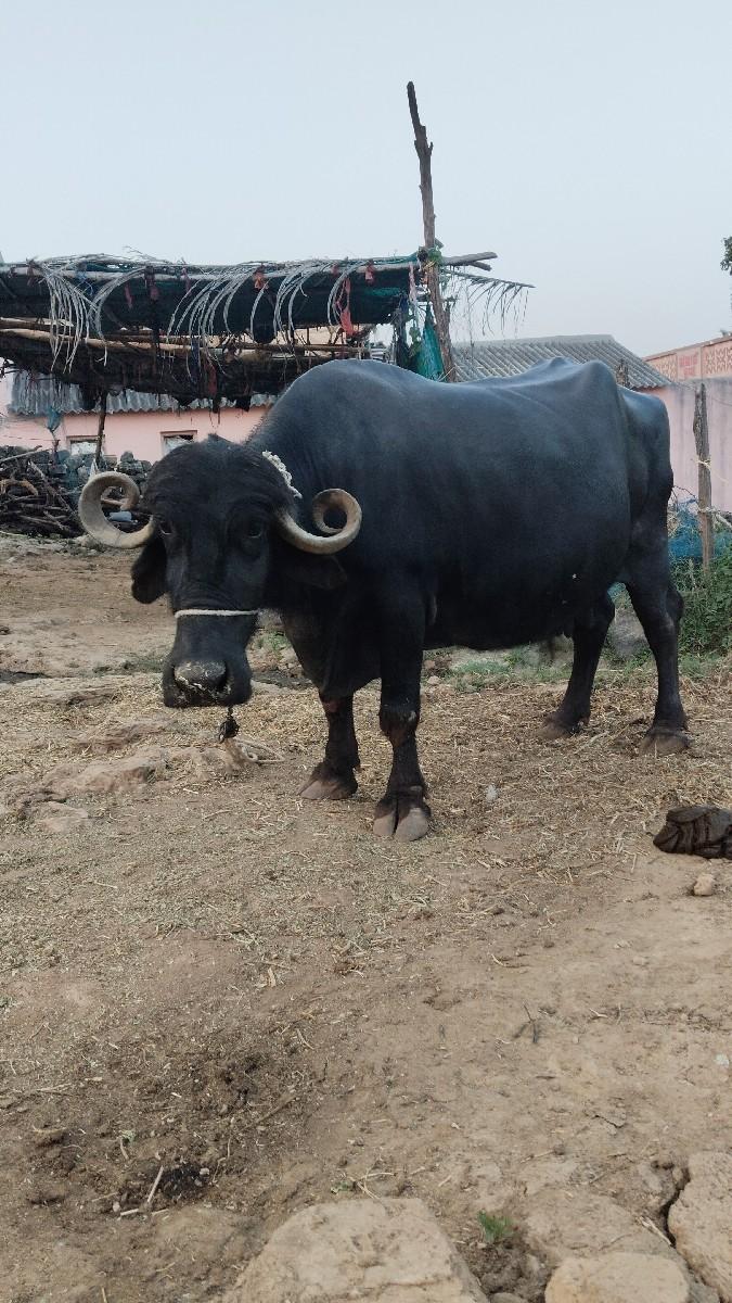 ભેંસ વેચવાની છે