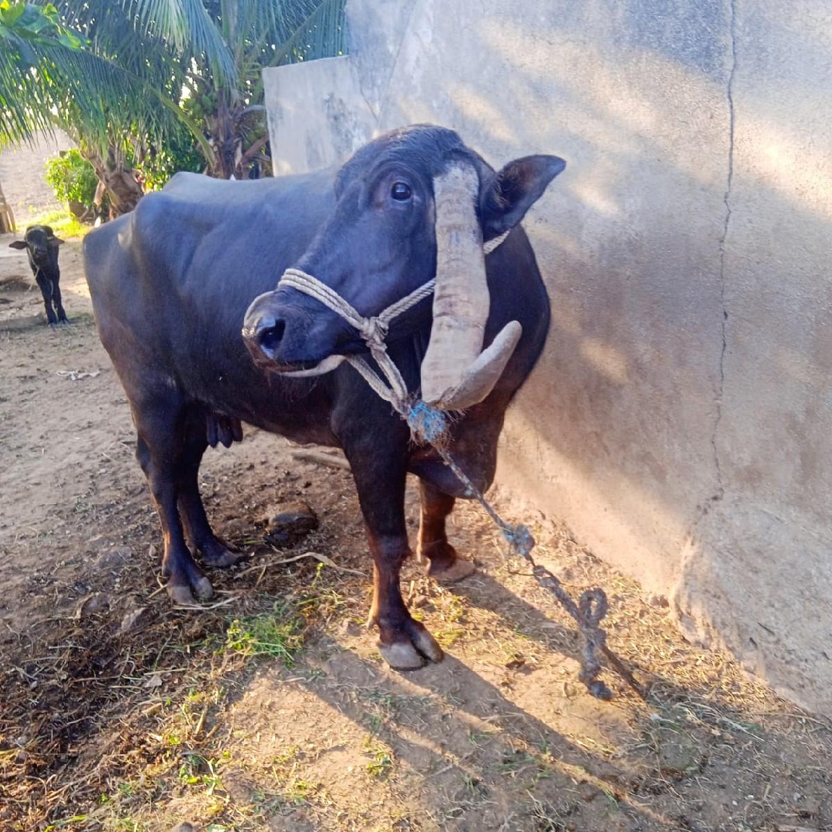 થંબનેલ 3