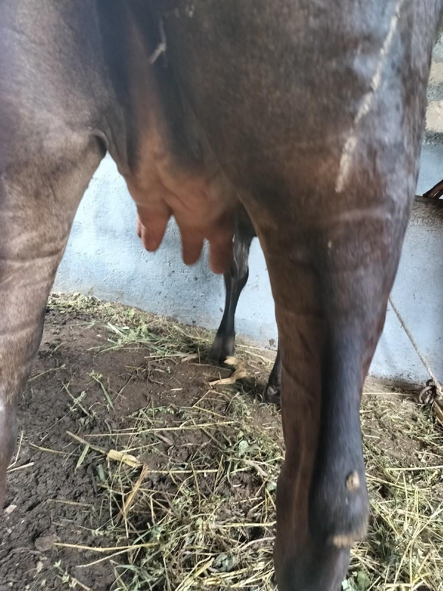 ગાય વેચવાની છે