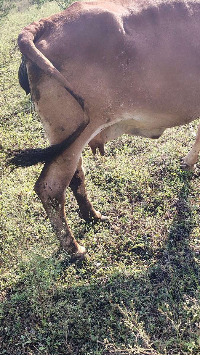 ગાય વેચવાની છે