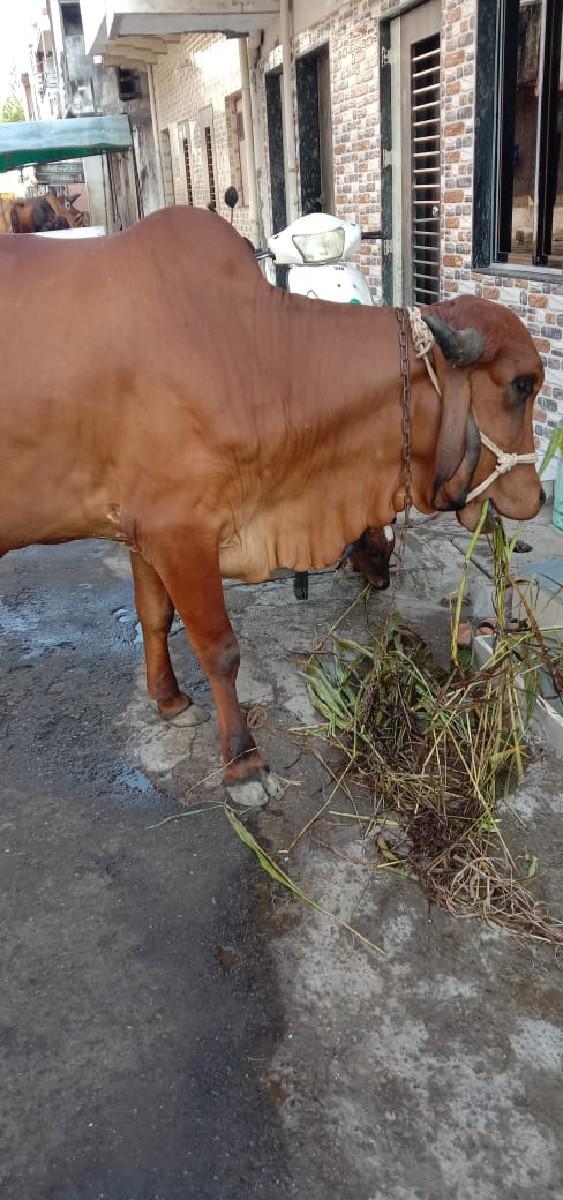ગાય વહેંચવા ની છે વેતર 1