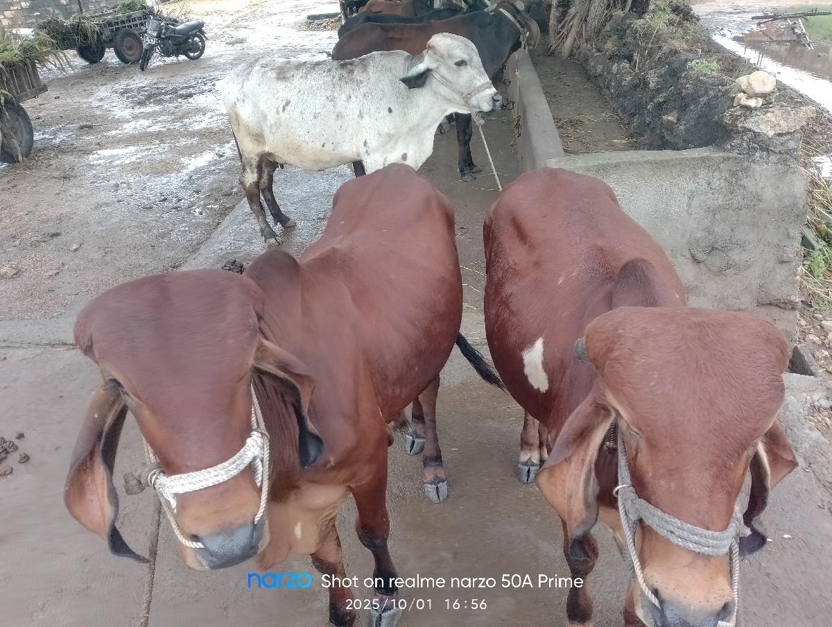 ગોદલા વેચવા છે