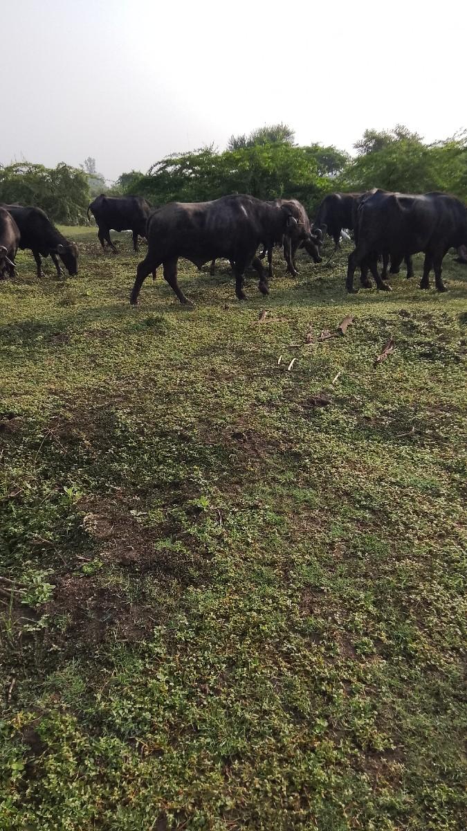 થંબનેલ 3