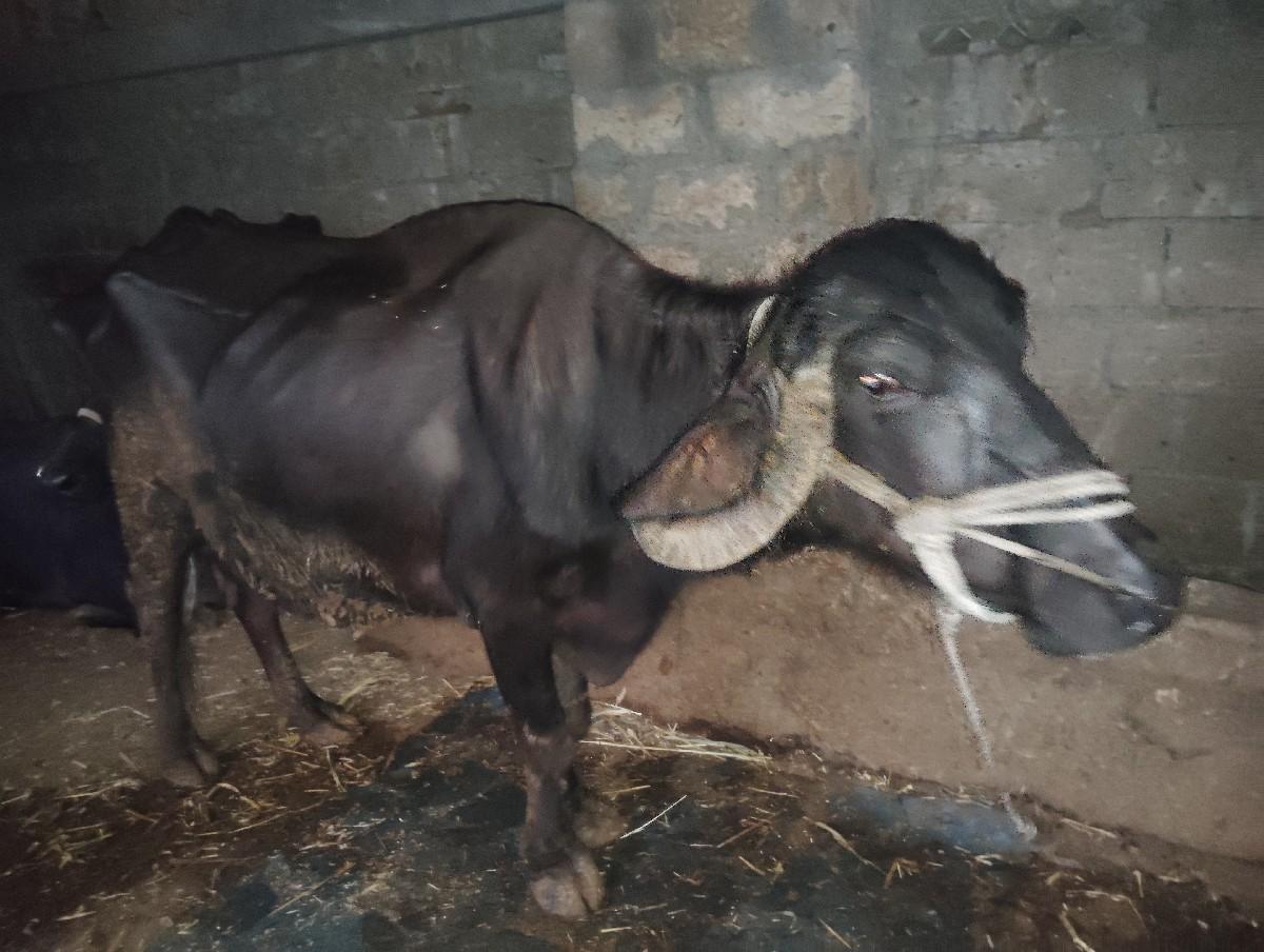 થંબનેલ 3