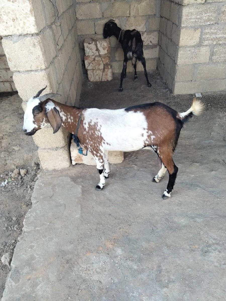 બકરી વેચવાનીછે