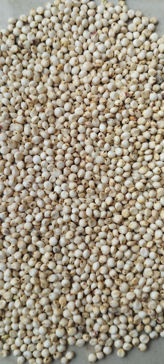 જુવાર વૅસવાનીસૅ