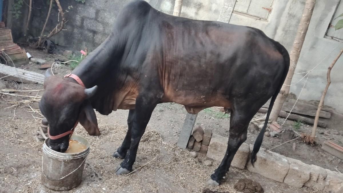 કાડી ગાય શાડાતનવરશનીછે