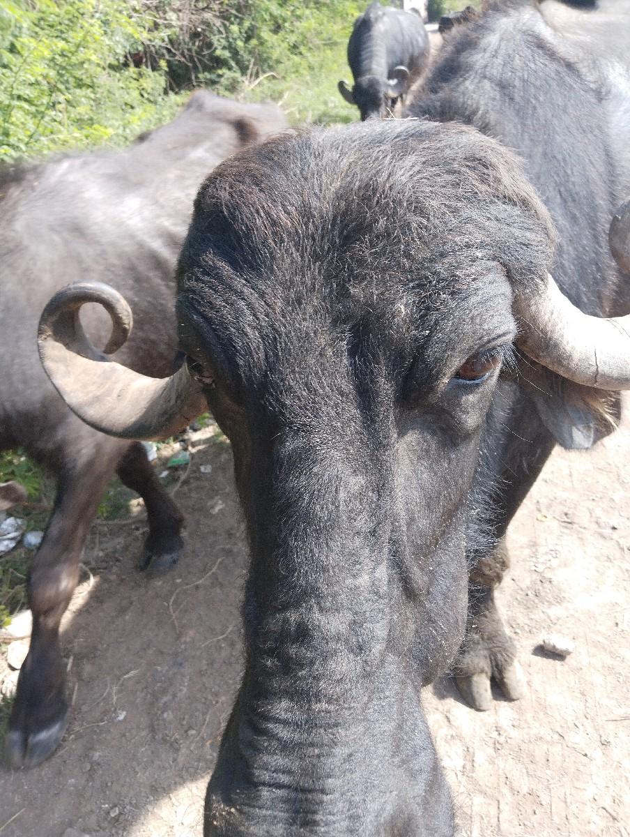 ભેશવેચવાનીછે