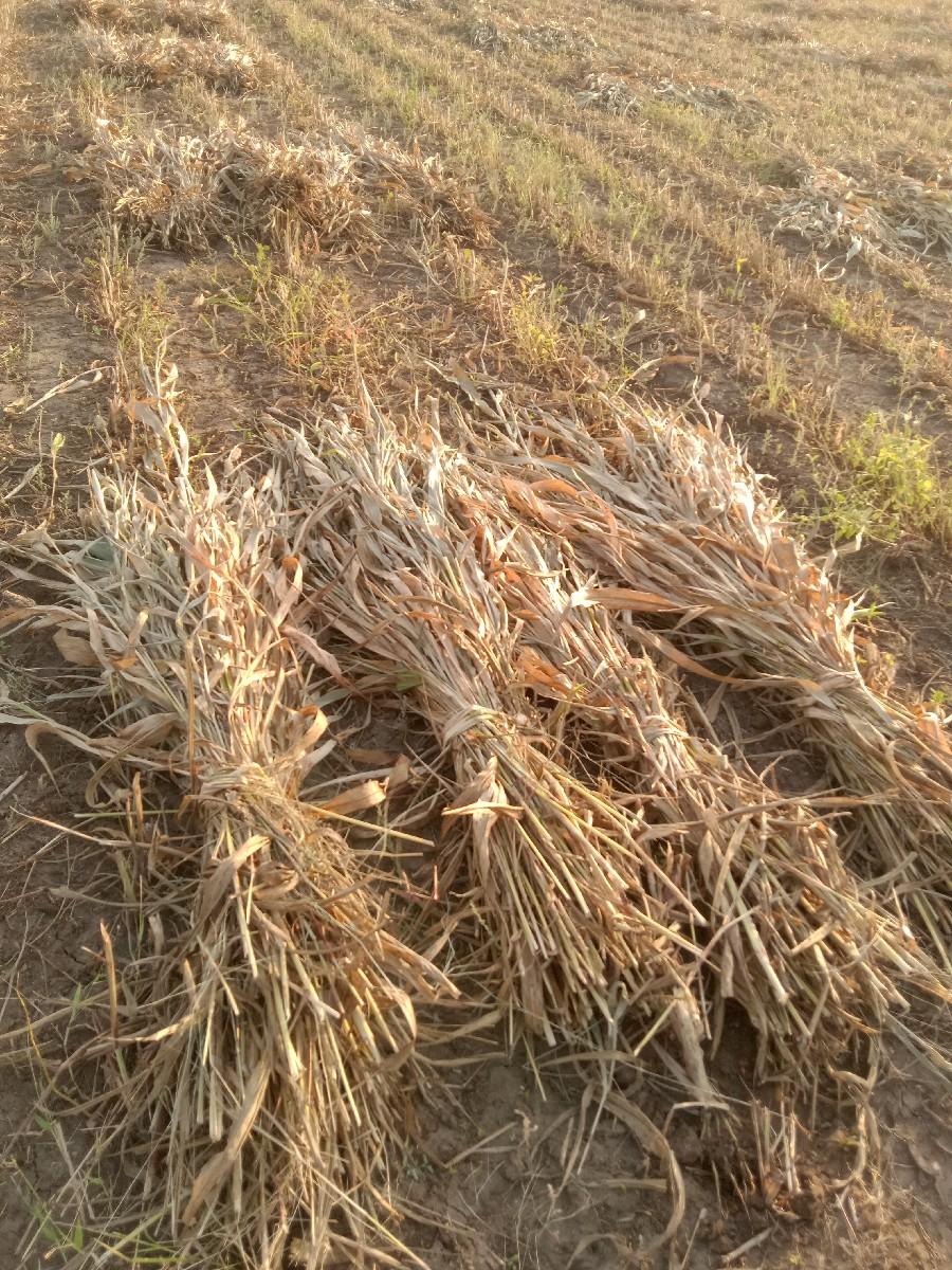 જુવાર ની નીરણ