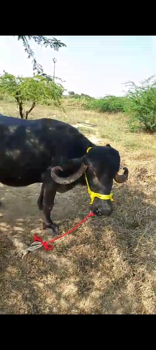 થંબનેલ 2