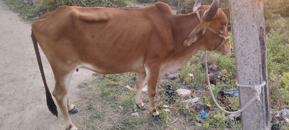 थंबनेल 3