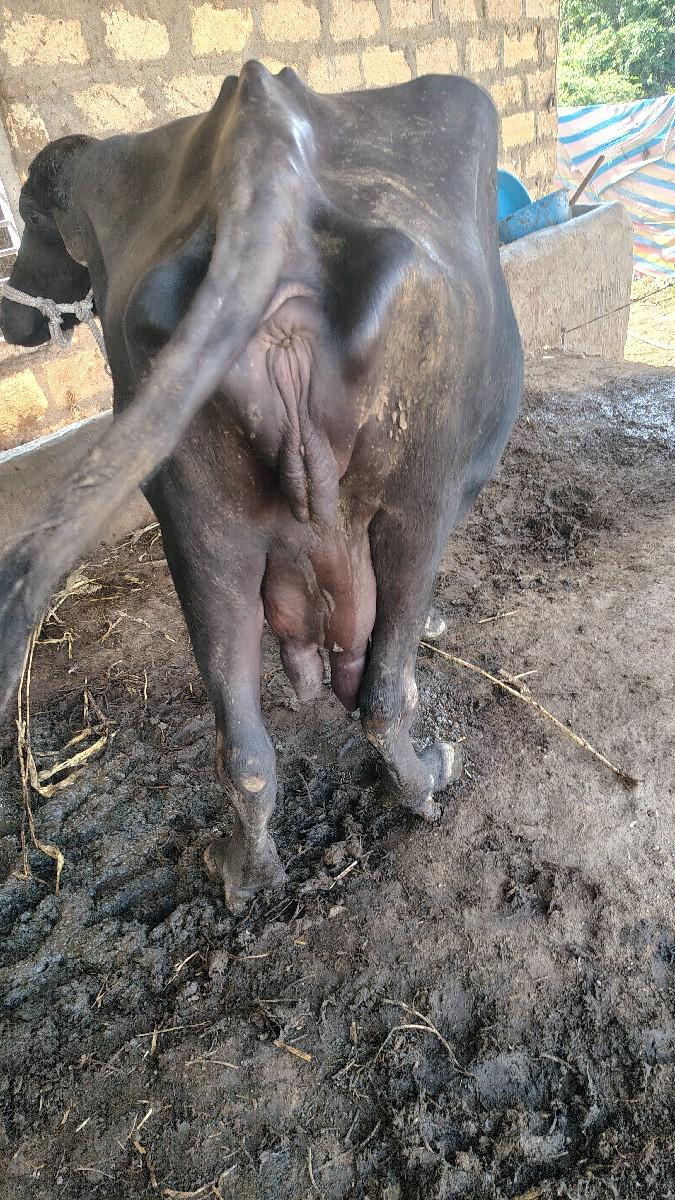 થંબનેલ 2