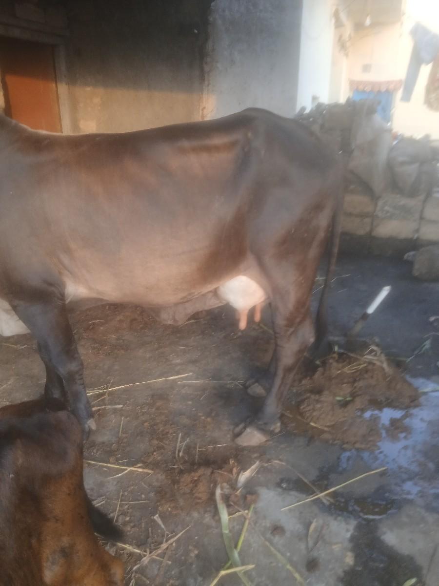 થંબનેલ 2