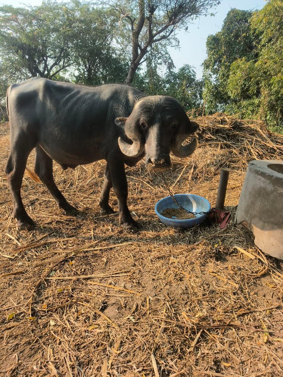 થંબનેલ 2