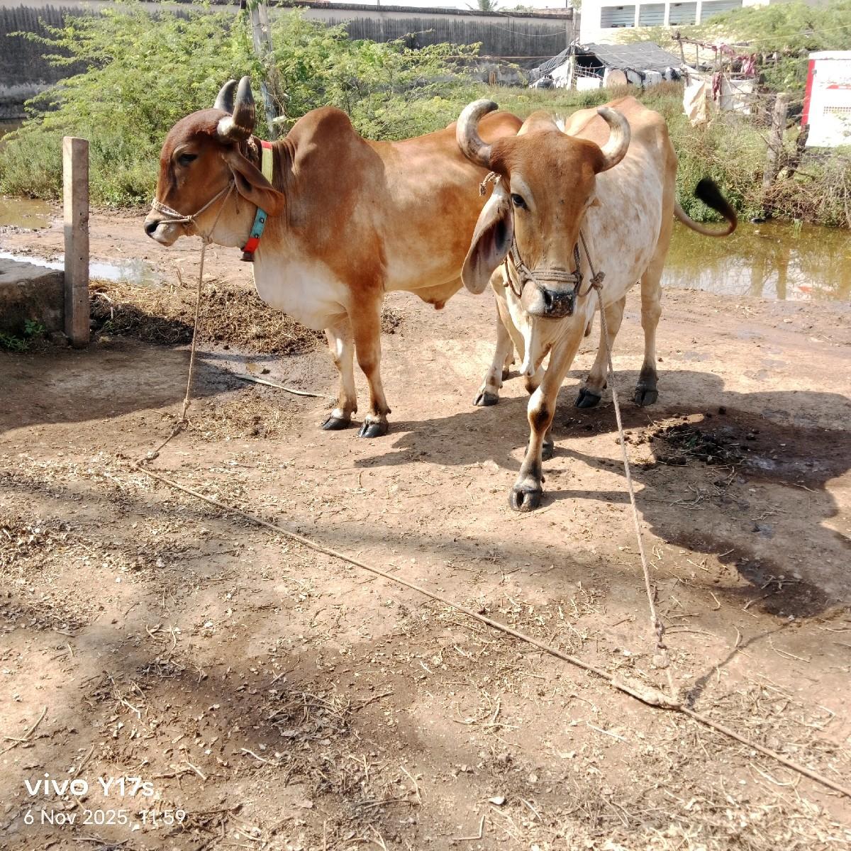 થંબનેલ 3