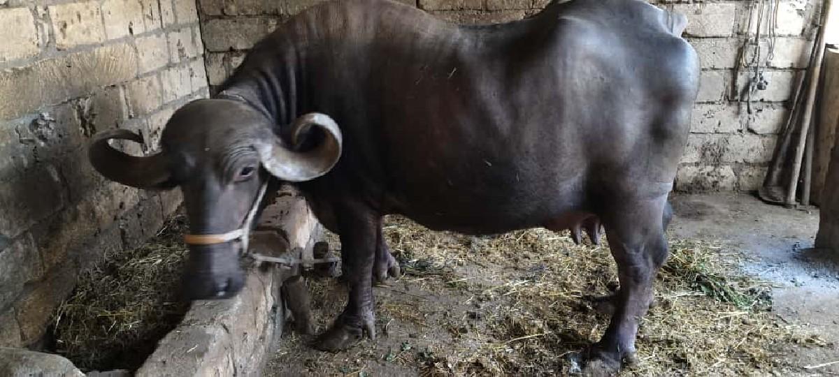 થંબનેલ 2