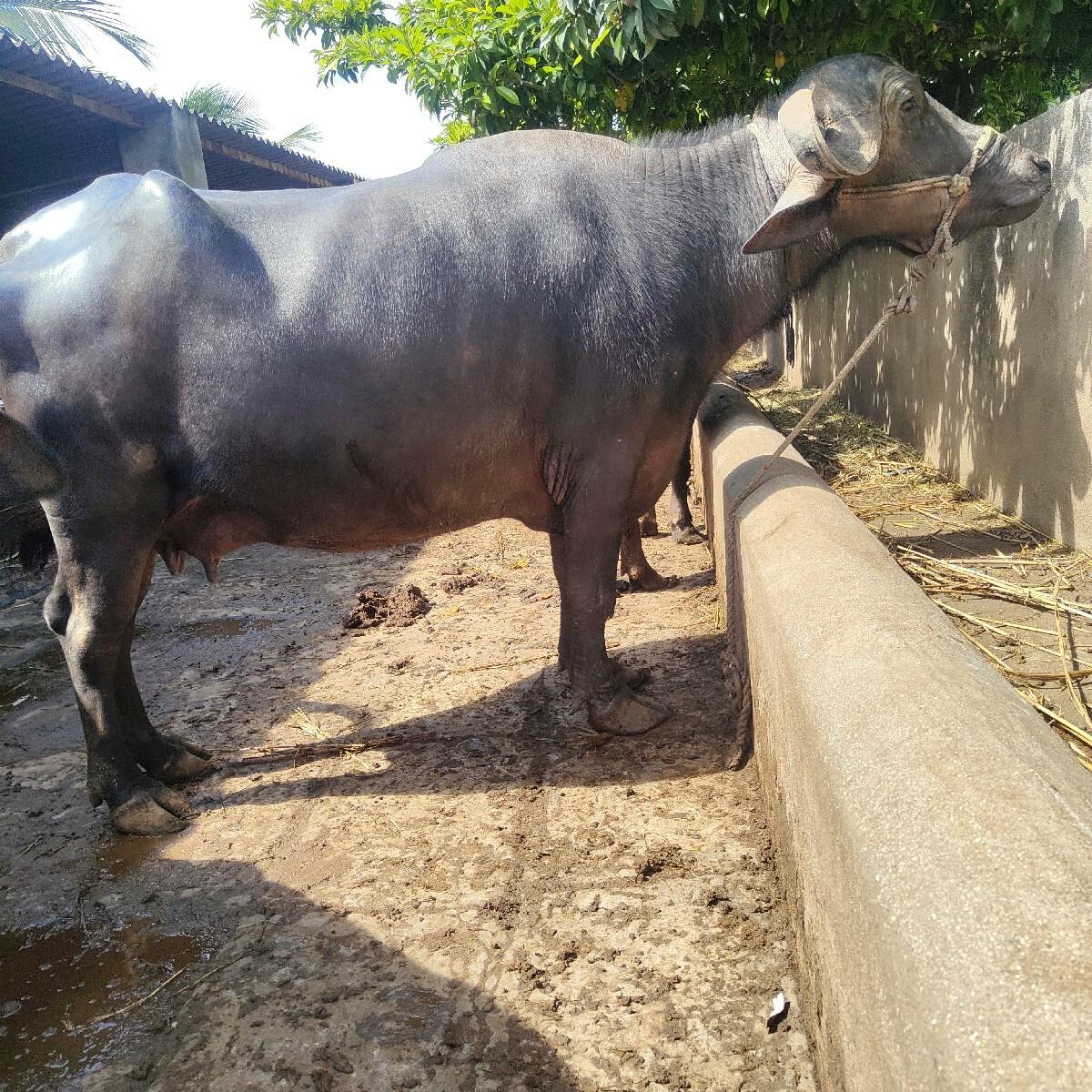 ભેશ વેચવાની સે