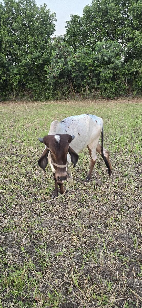 થંબનેલ 2