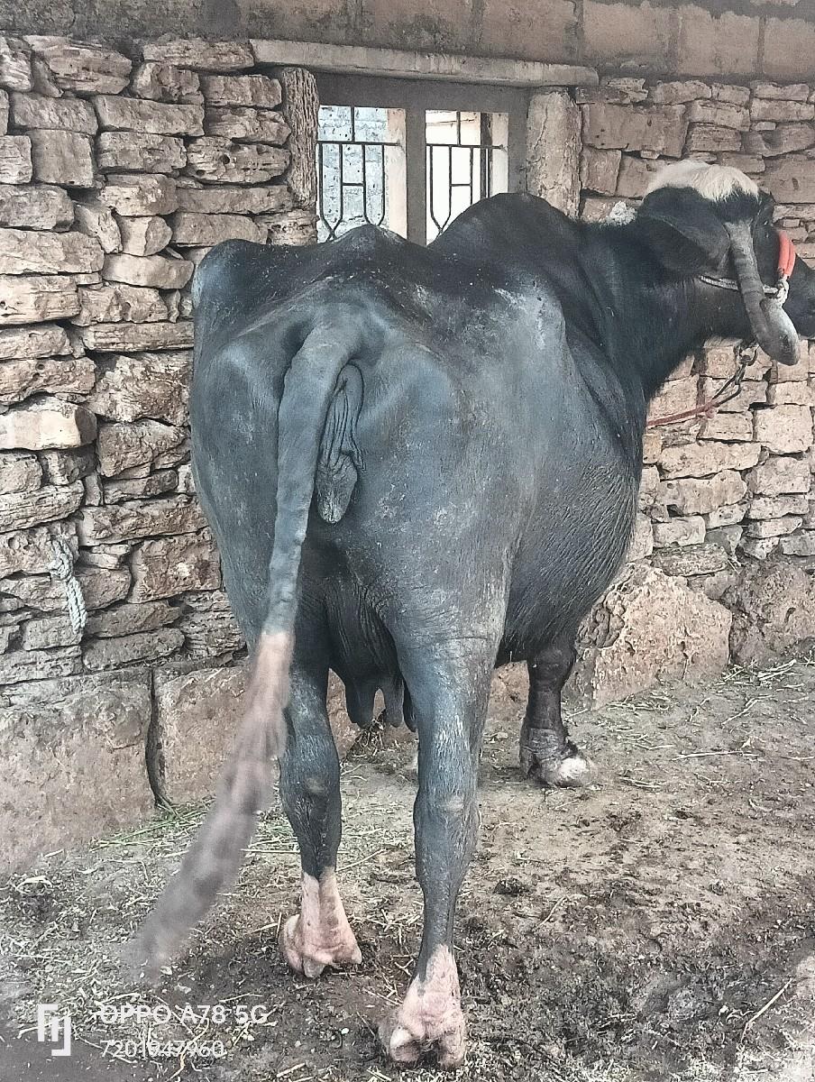 થંબનેલ 3