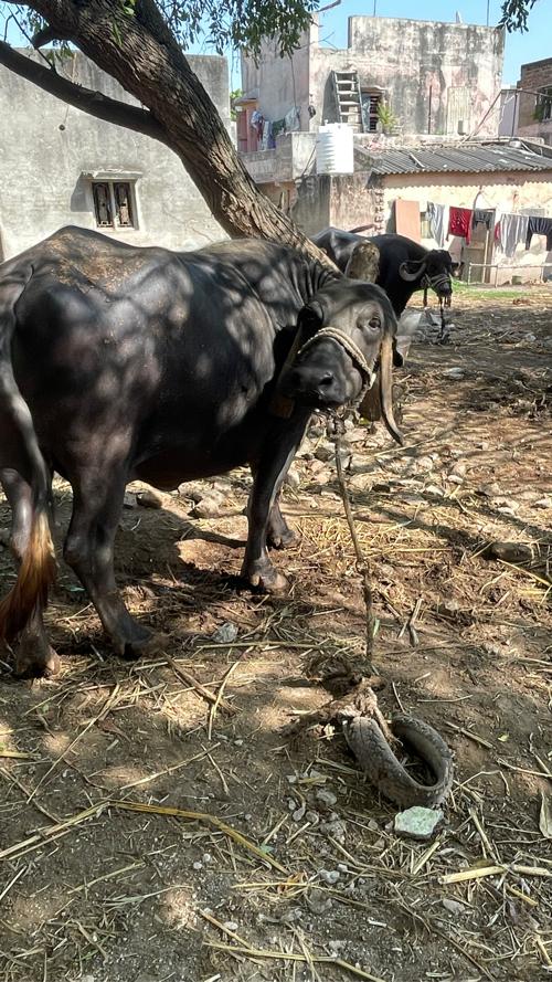 થંબનેલ 2