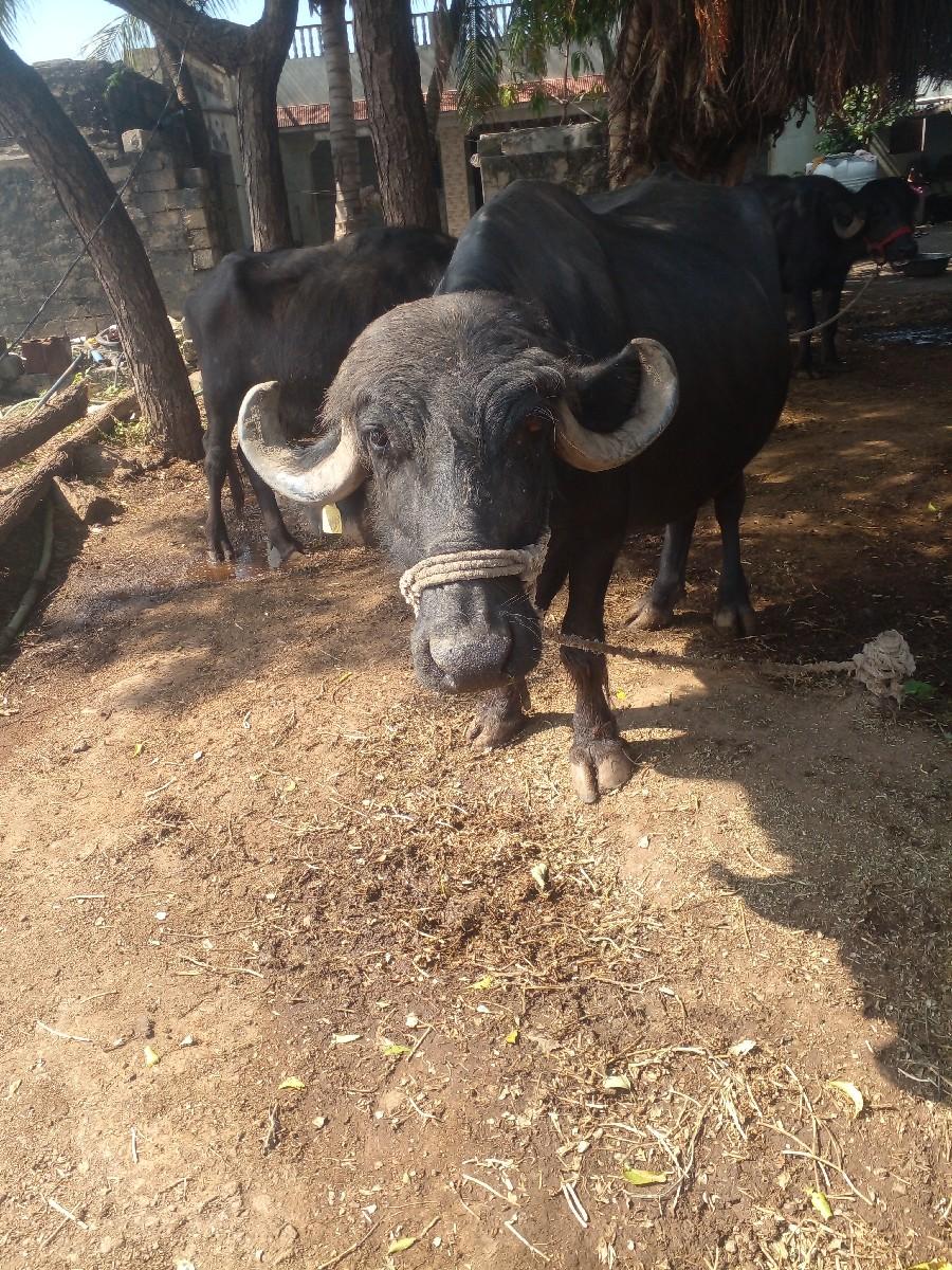 થંબનેલ 3