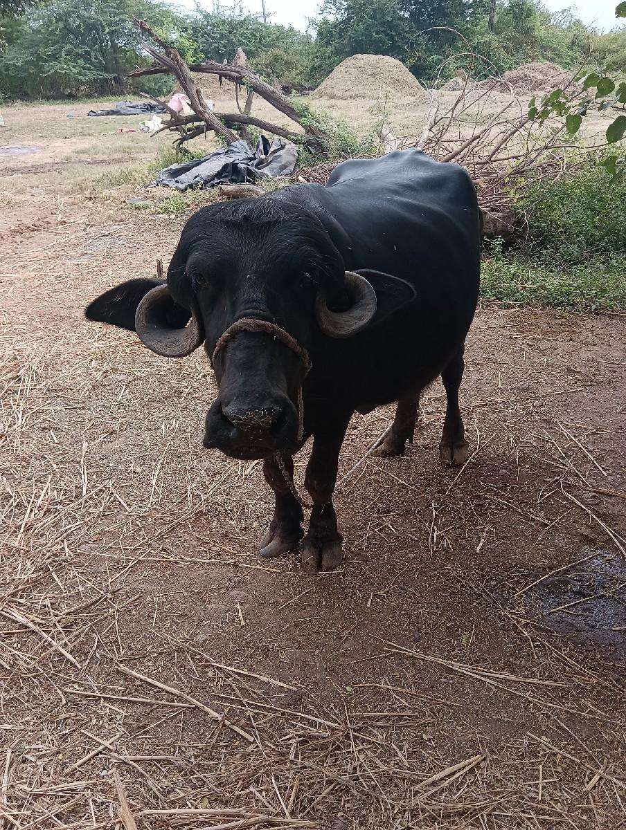 થંબનેલ 2