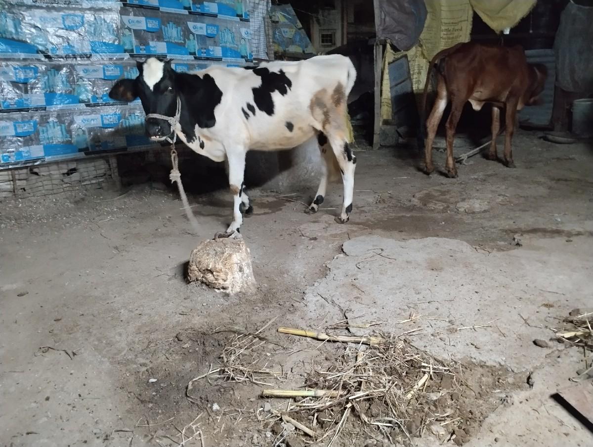 બે વાછડી વેચવાની છે