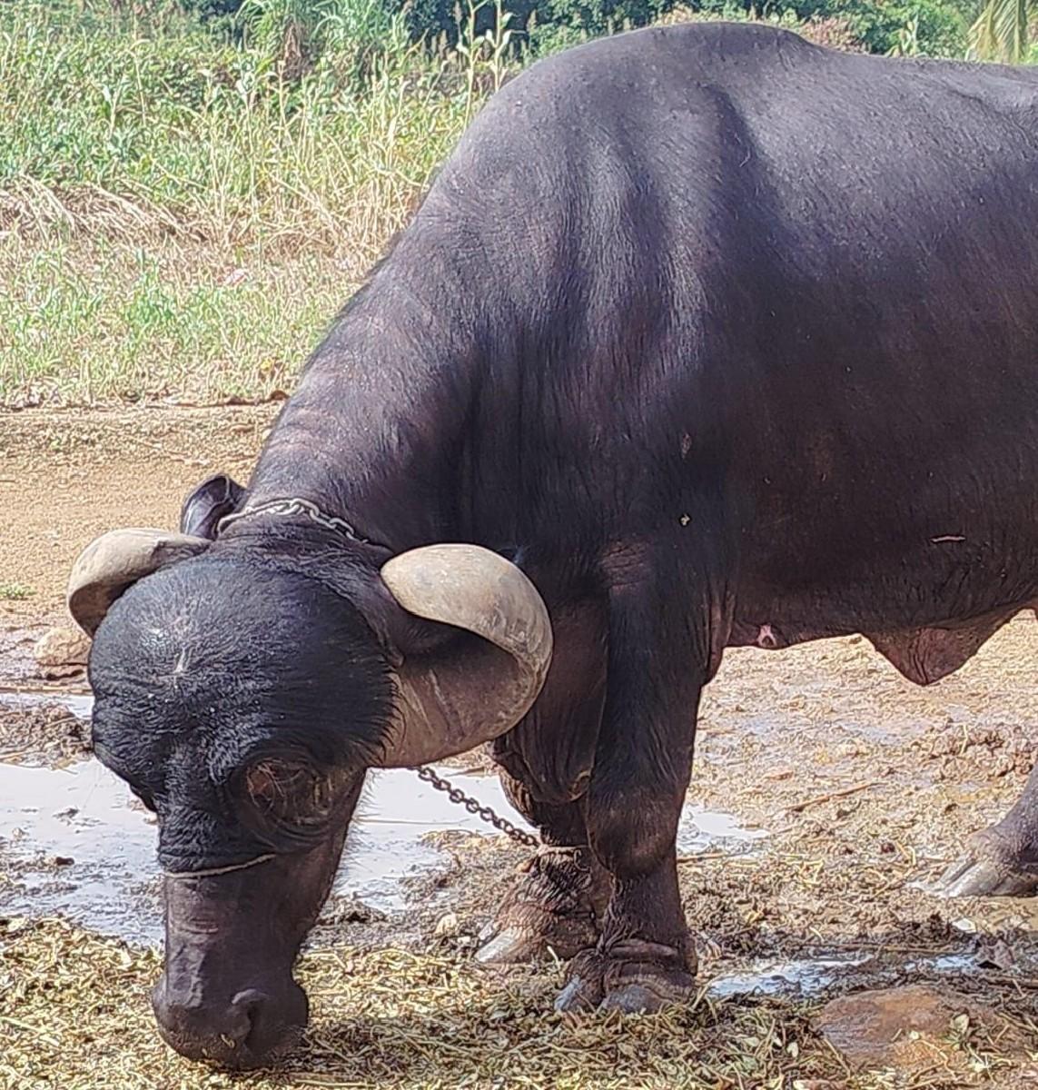 થંબનેલ 2