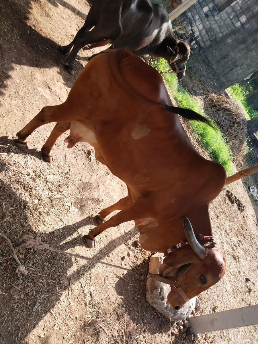 ગાય વેચવાની છે..