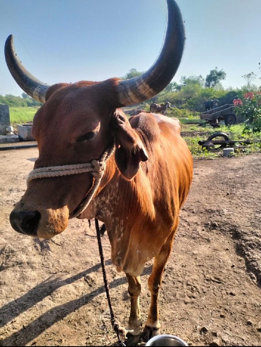 થંબનેલ 3