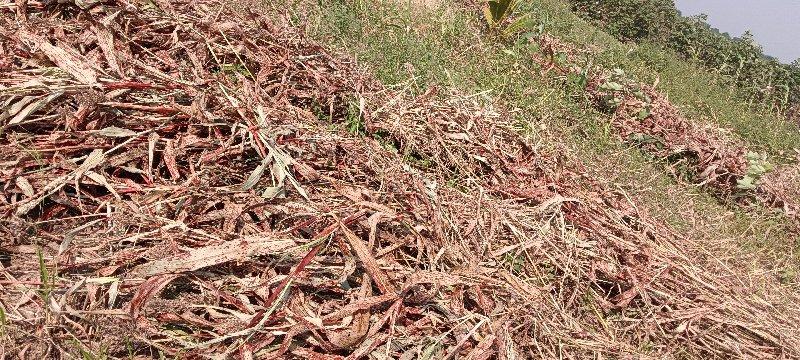 જુવાર નો સૂકો સારો