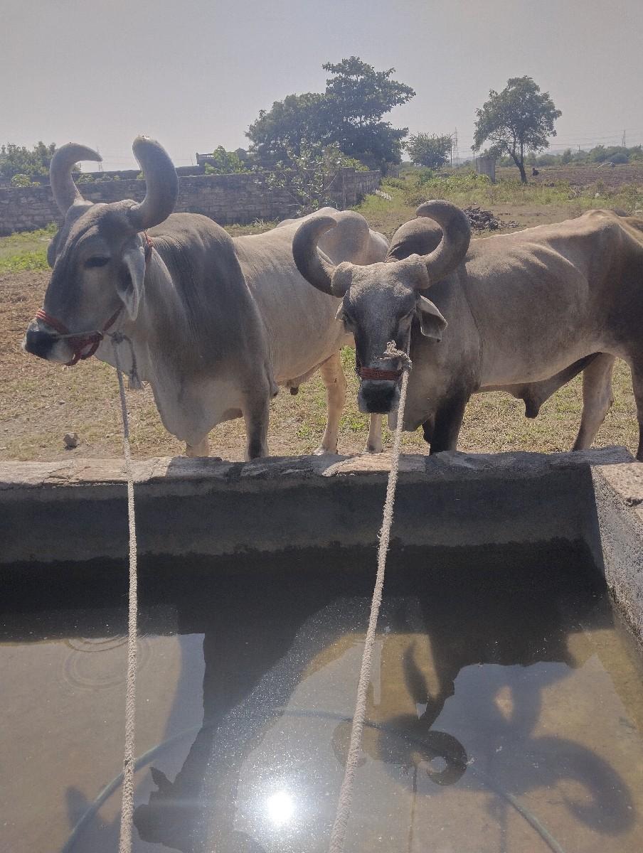 થંબનેલ 2