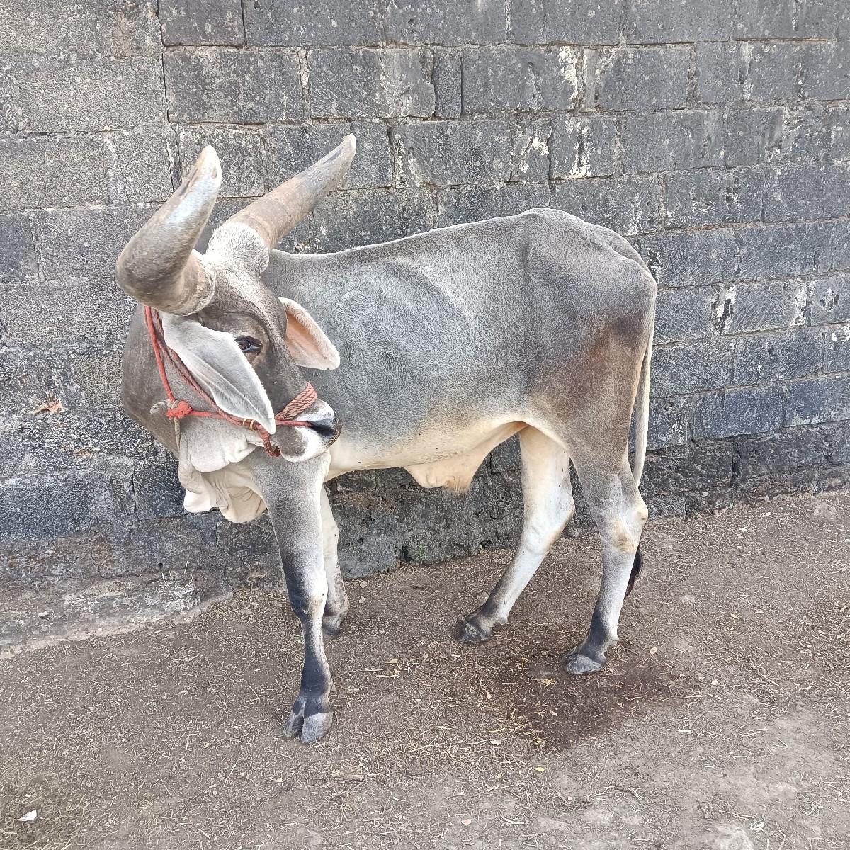 થંબનેલ 3